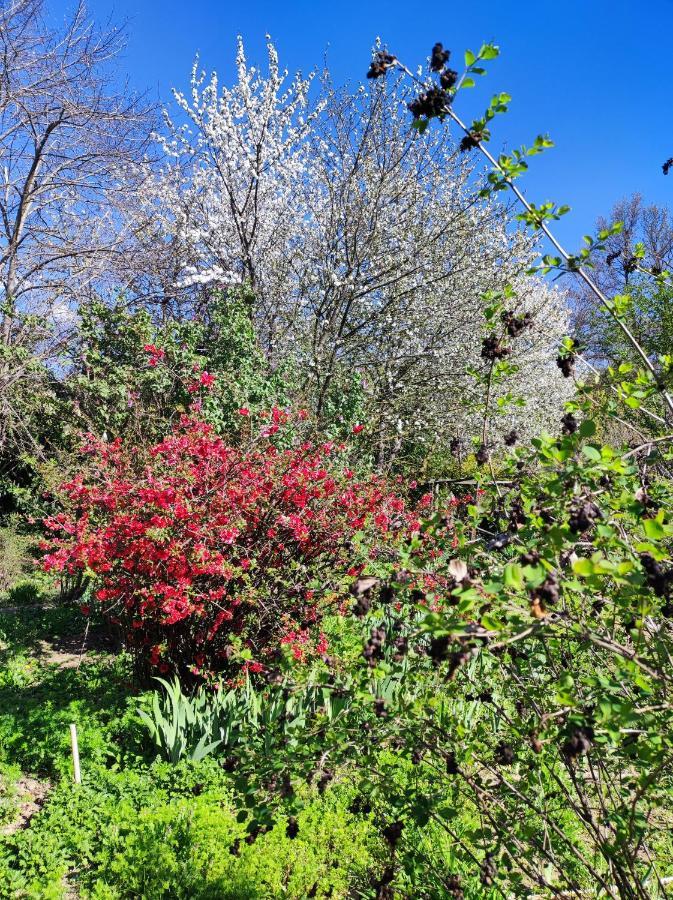 Il Giardino Del Gallo Cherasco Luaran gambar