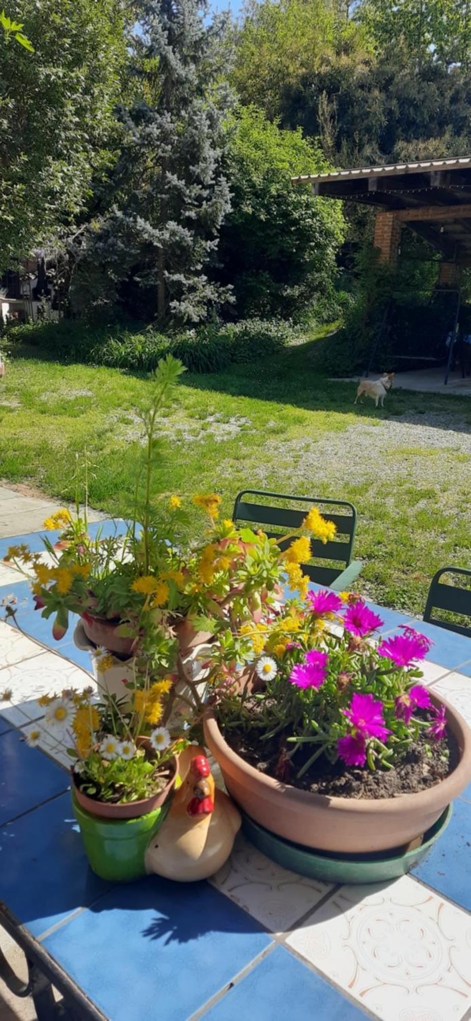 Il Giardino Del Gallo Cherasco Luaran gambar