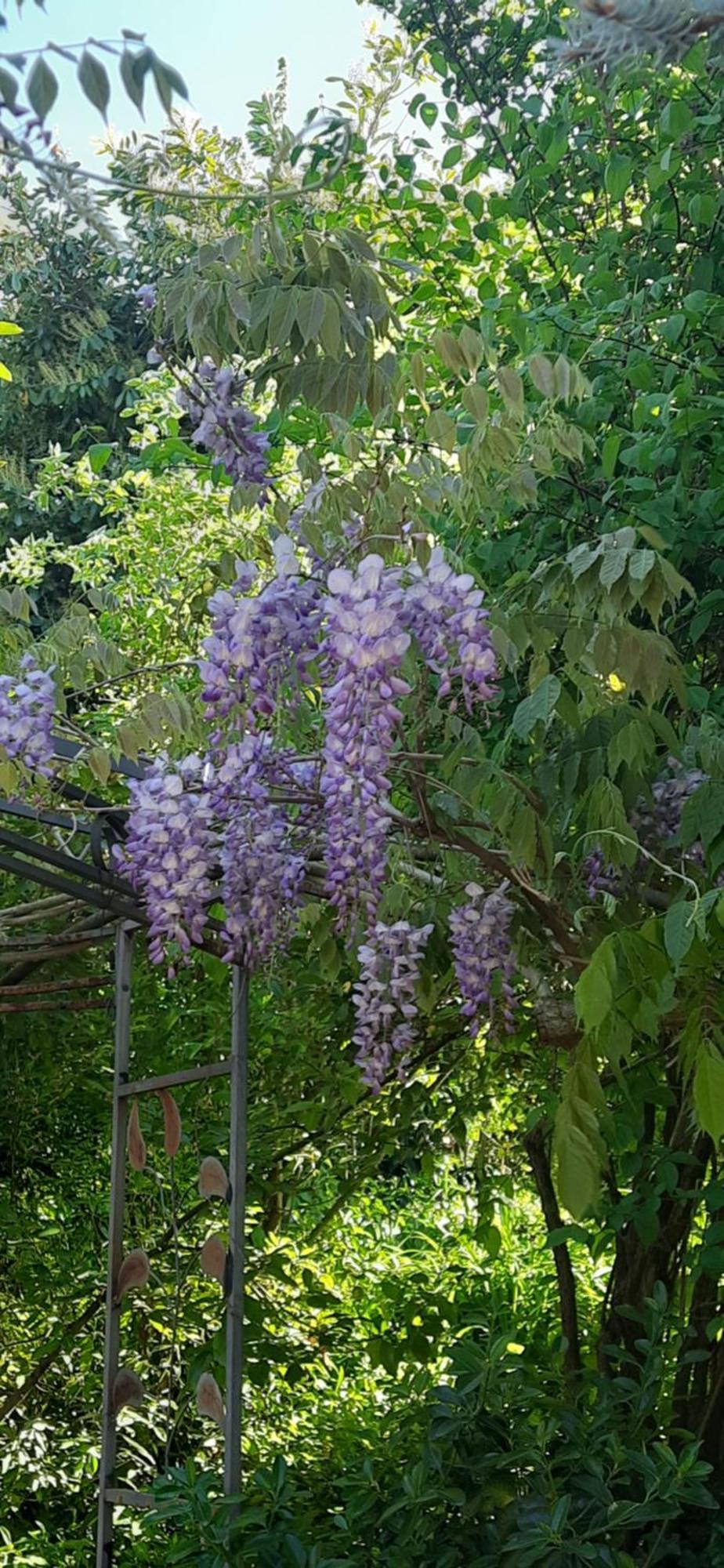 Il Giardino Del Gallo Cherasco Luaran gambar